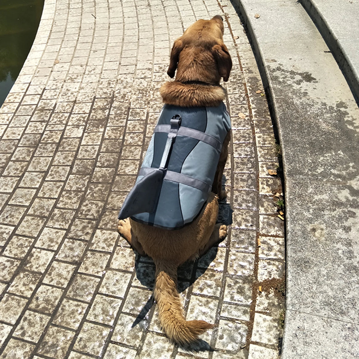Dog Pet Shark Swimsuit Vest Safety Wear N44034