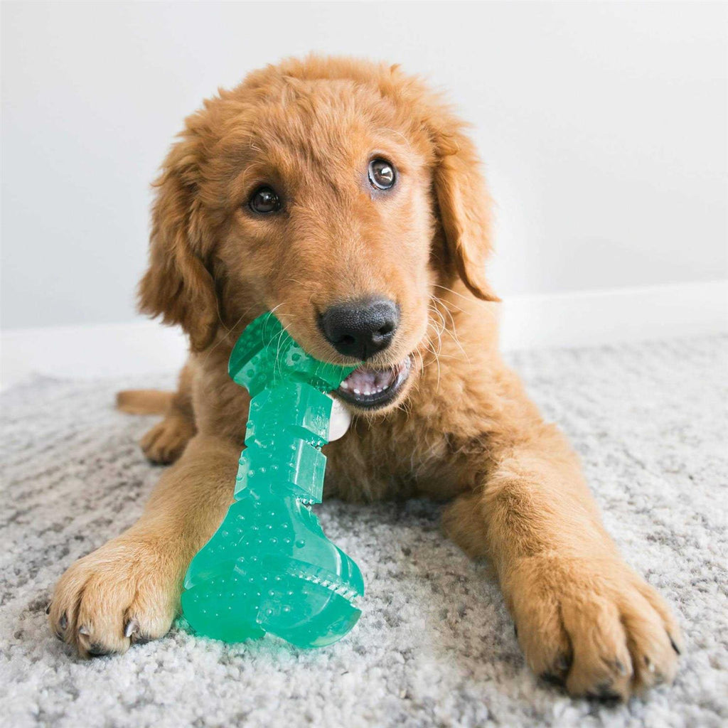 Dog Toy C800550