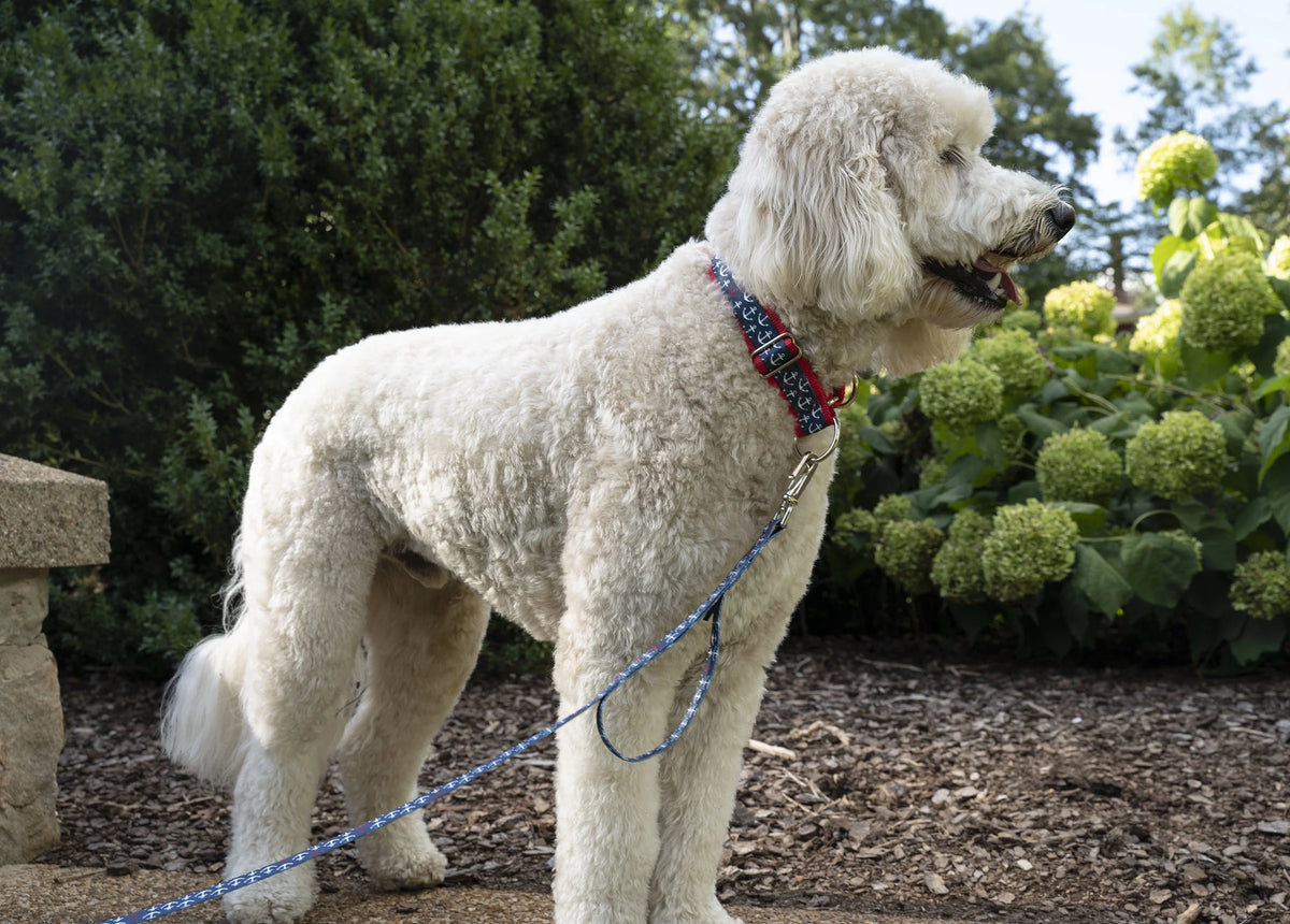 Nylon Martingale Adjustable Dog Collar, 1 1/2 inch, Large N4330
