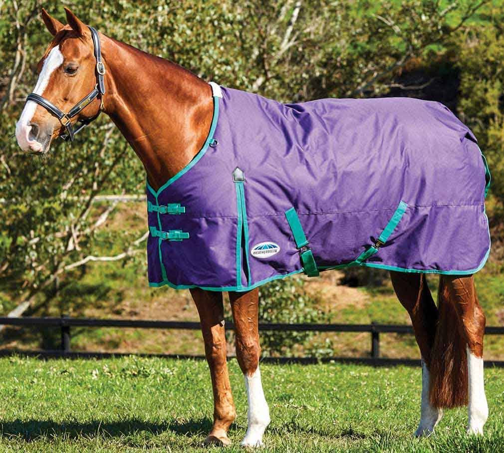 Bright Purple/Green Standard Neck Medium D3851