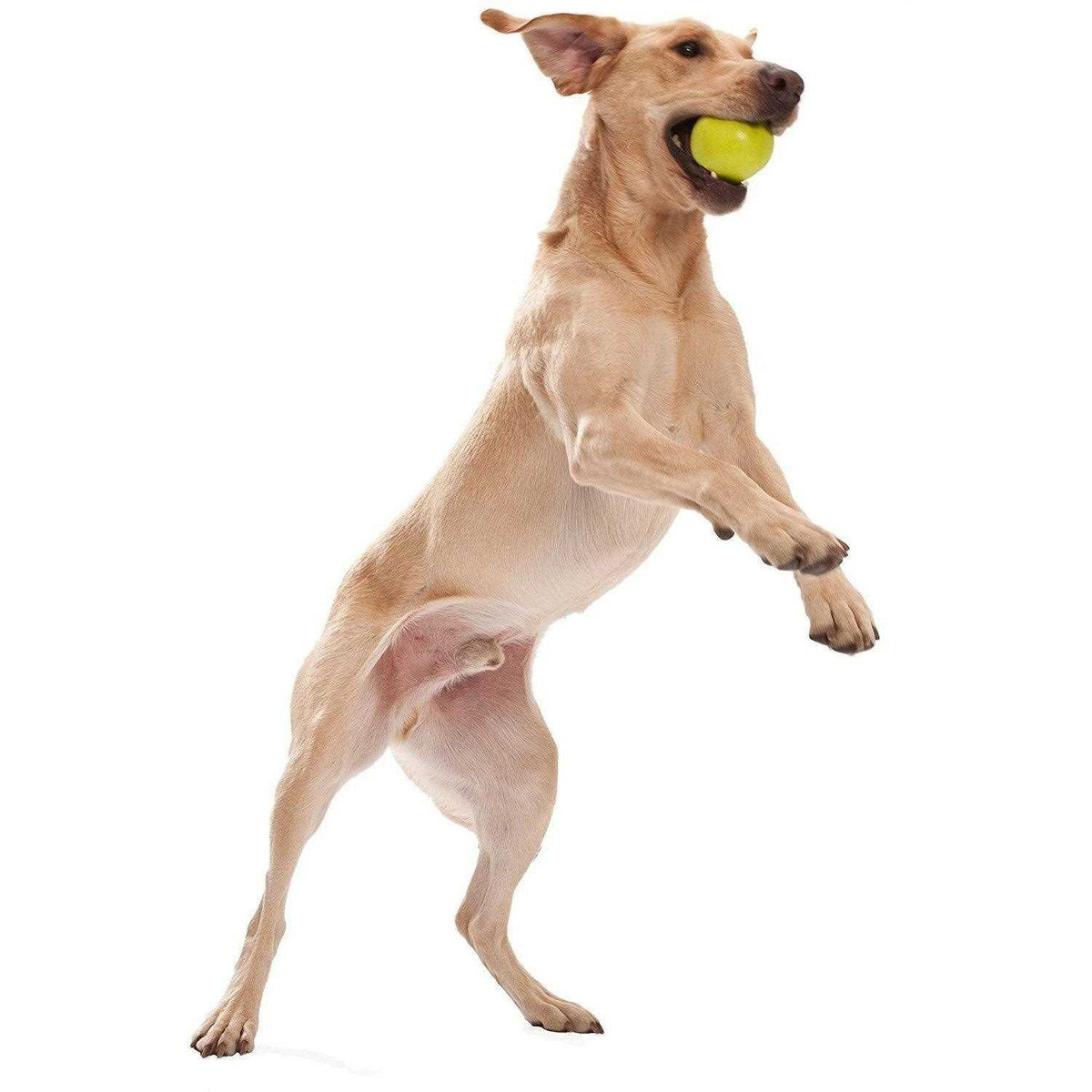 Dog Toy X70149