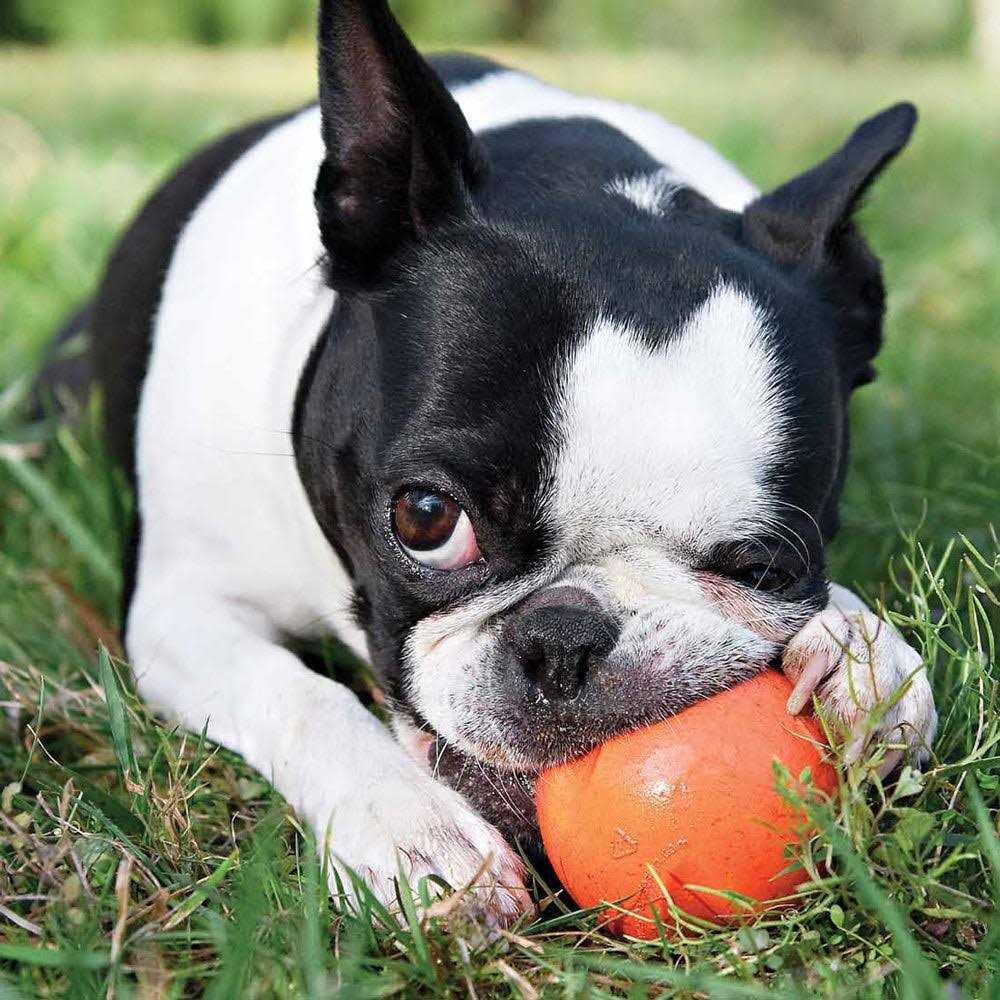 Dog Toy X70149