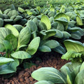 White Stem Pak Choi Cabbage Seeds, 25 lb, Non-GMO U87971