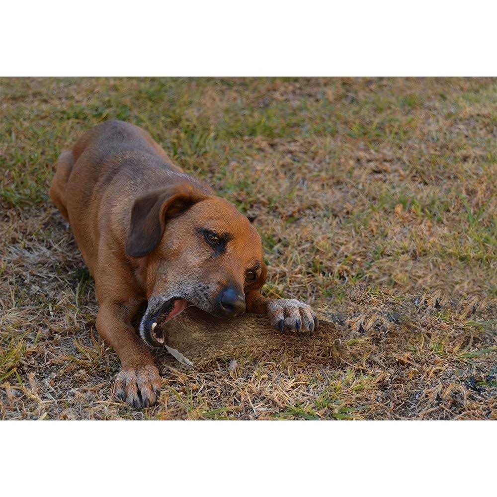 Elk Antlers for Dogs F8311