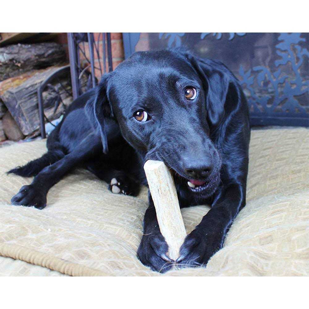 Elk Antlers for Dogs F8311