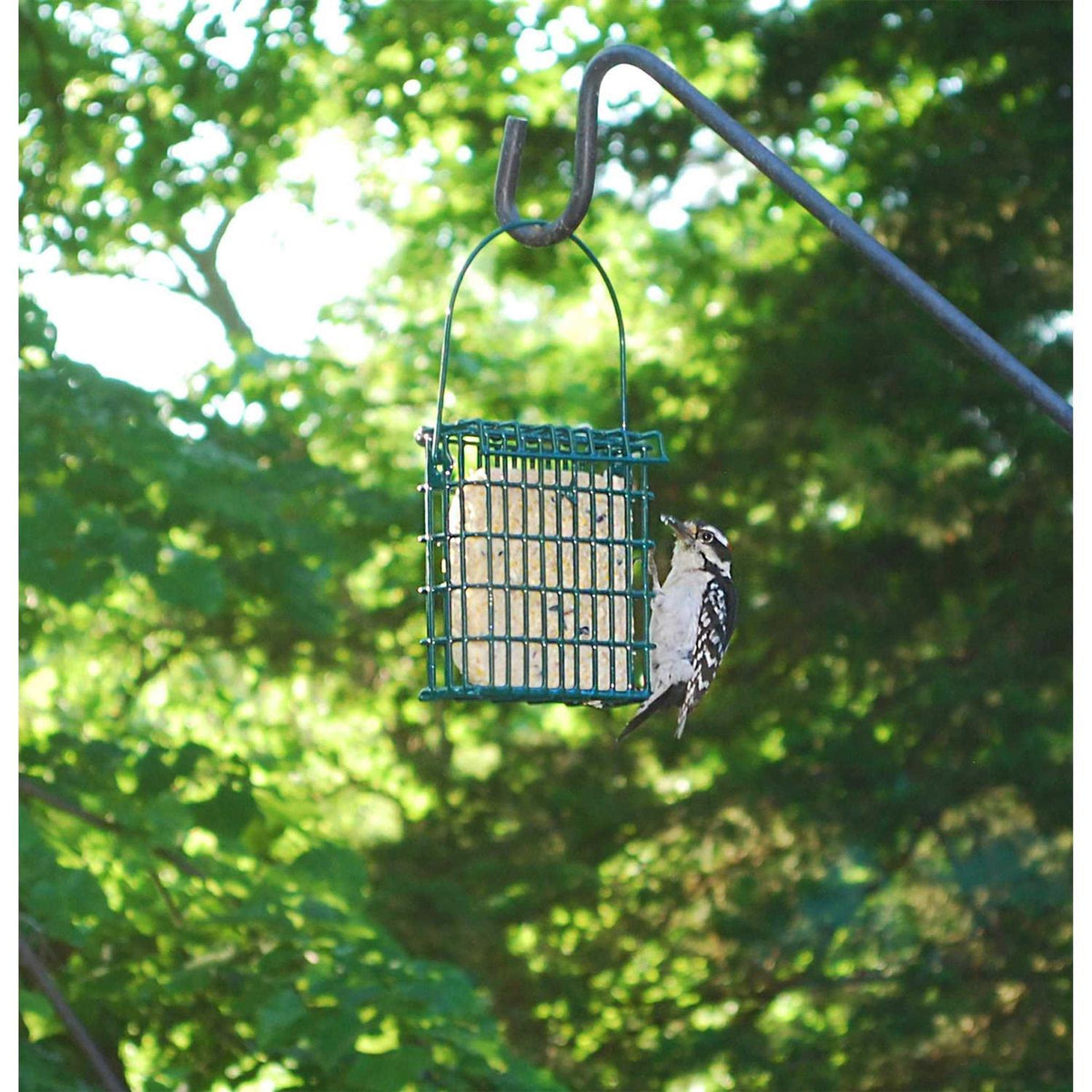 High Energy Suet Cake 10 Pack W21361